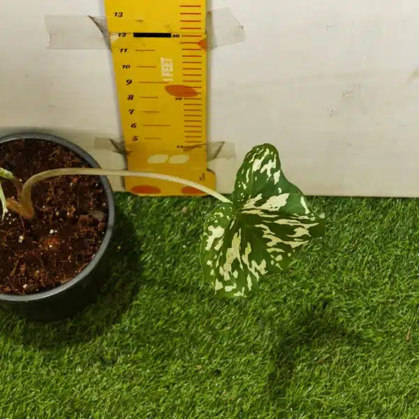Caladium Praetermissum (Alocasia 'Hilo Beauty') - Image 6