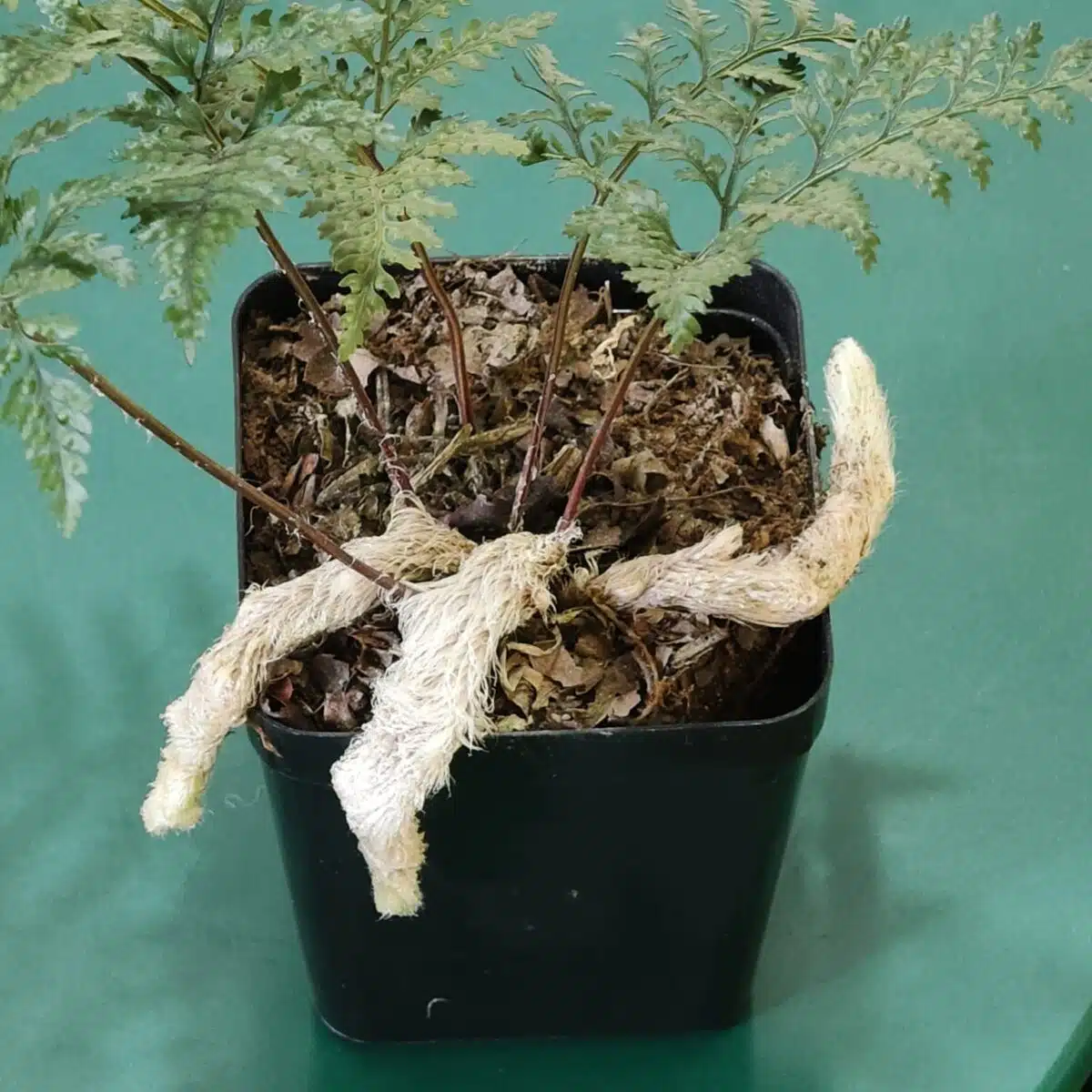 Rabbit's Foot Fern (Davallia fejeensis) - Image 8