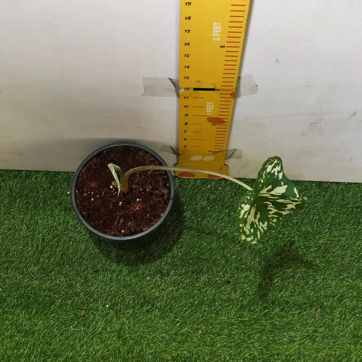 Caladium Praetermissum (Alocasia 'Hilo Beauty') - Image 5