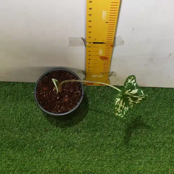 Caladium Praetermissum (Alocasia 'Hilo Beauty') - Image 5