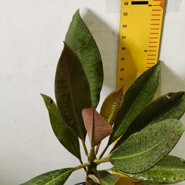 Red Plumeria/Frangipani flower/champa Plant - Image 8