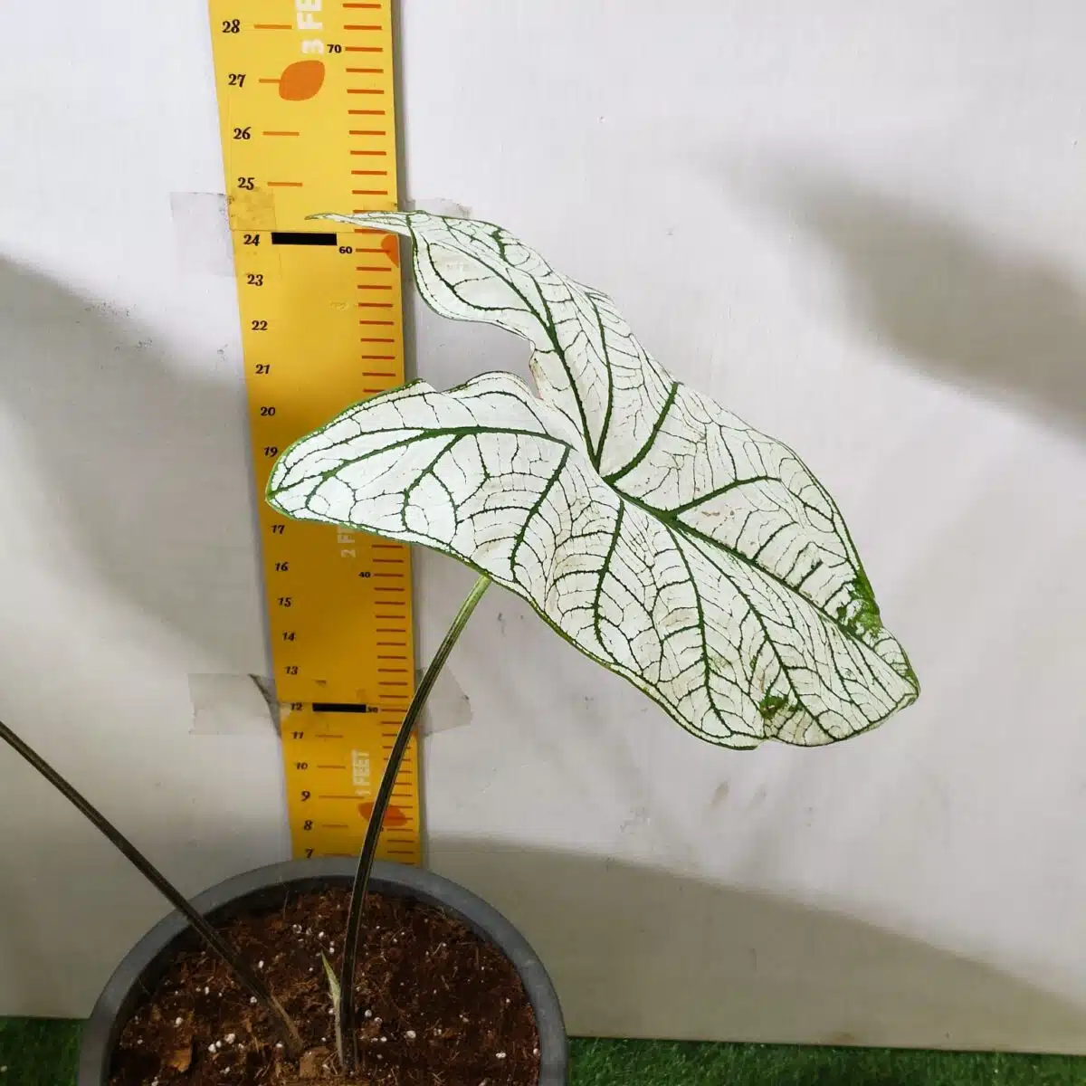 Caladium "Candidum" (Allure) - Image 5