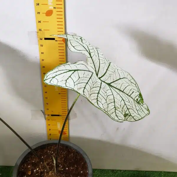 Caladium "Candidum" (Allure) - Image 5
