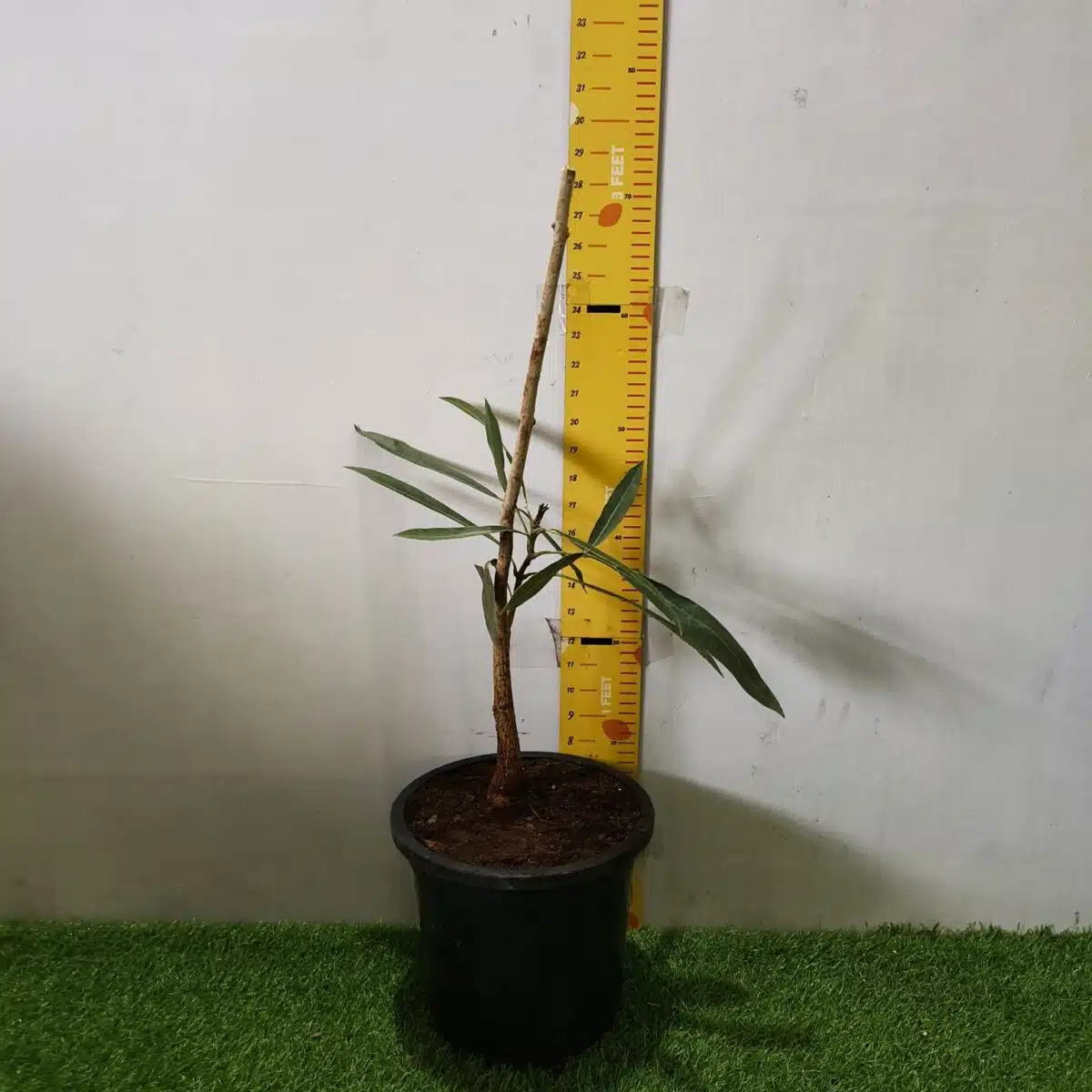 Tabebuia aurea (Tabebuia Argentea) Silver Golden Bell Trumpet tree - Image 2