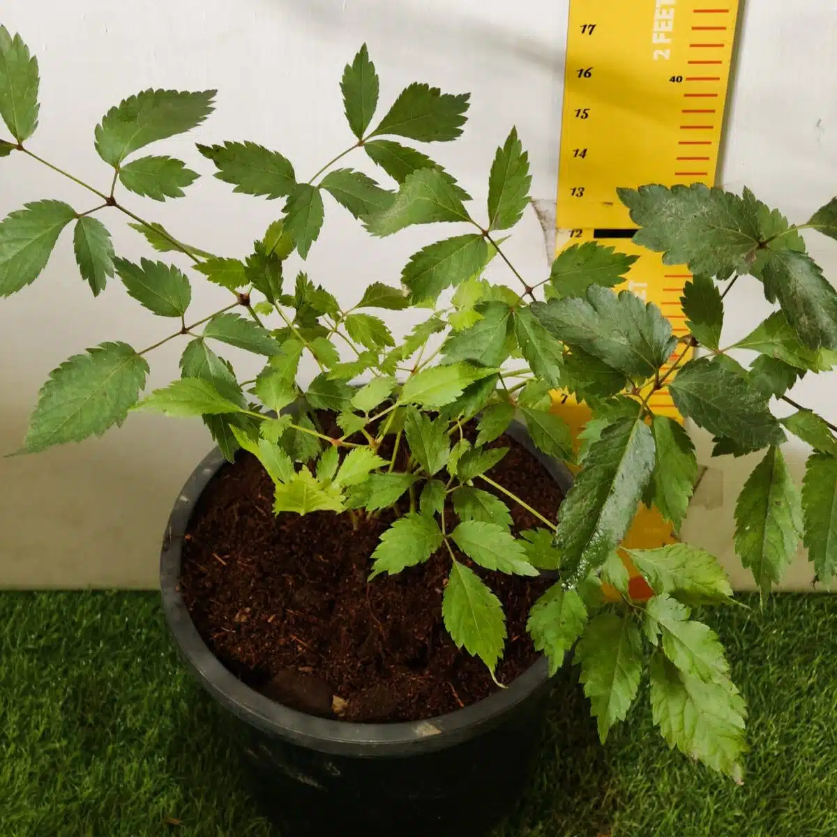 Astilbe (White) Flowering Plant - Image 9