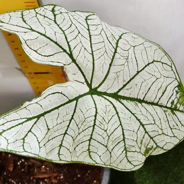 Caladium "Candidum" (Allure) - Image 13