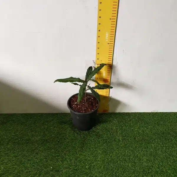 Macadamia Nut Tree Live Plant - Image 6