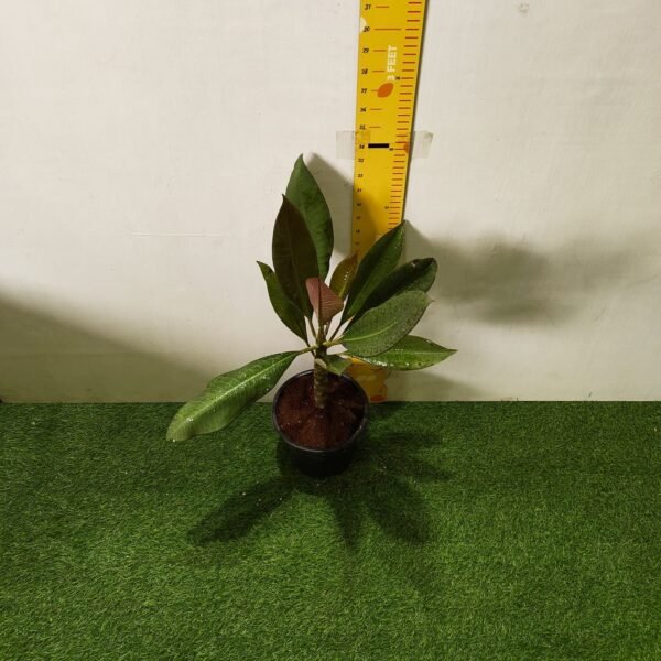 Red Plumeria/Frangipani flower/champa Plant - Image 6