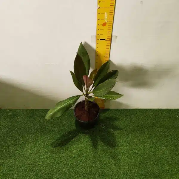 Red Plumeria/Frangipani flower/champa Plant - Image 6