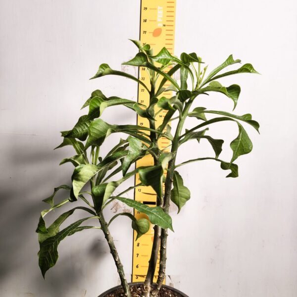 Plumeria/Frangipani (White ) - Image 3