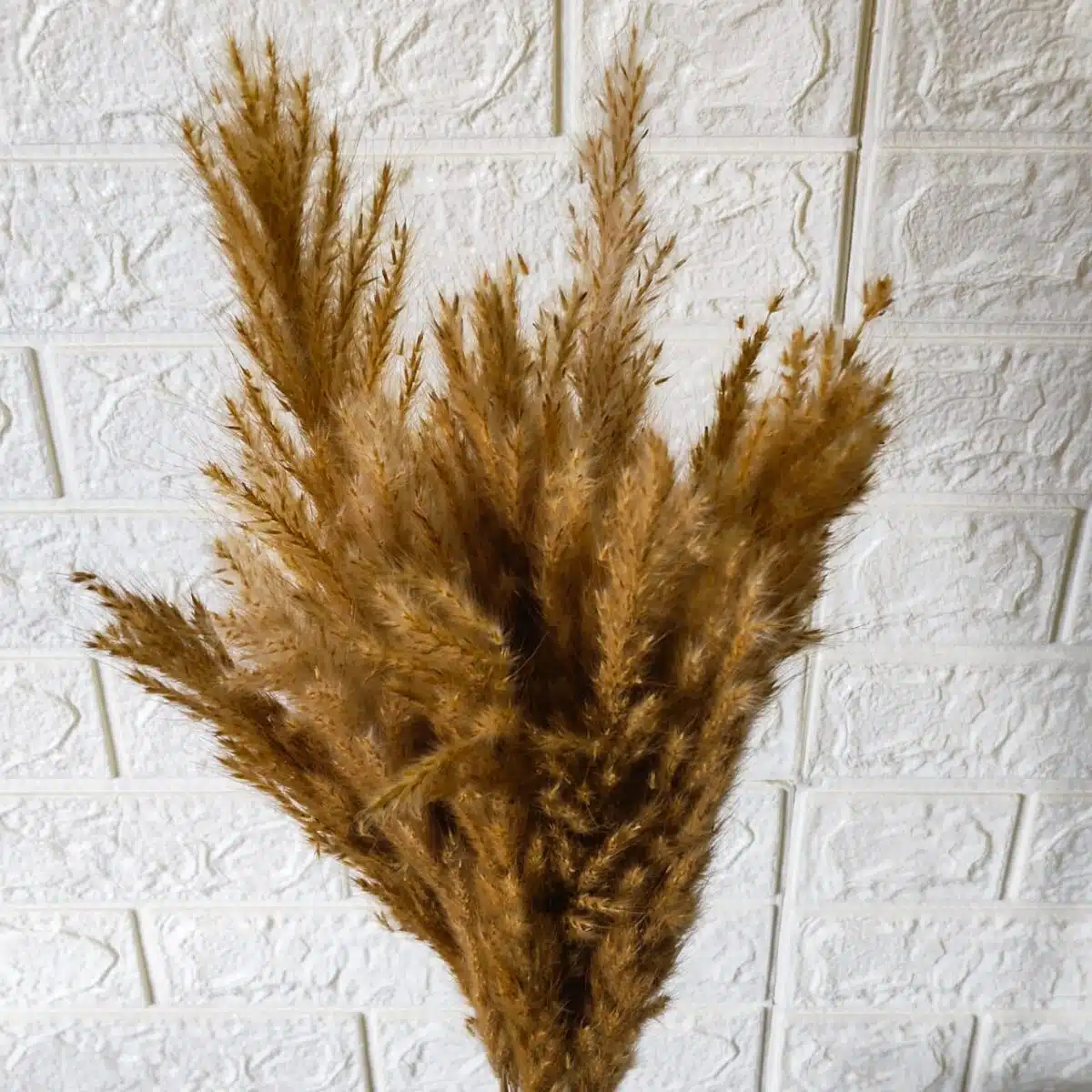 Golden Pampas Grass - Image 3