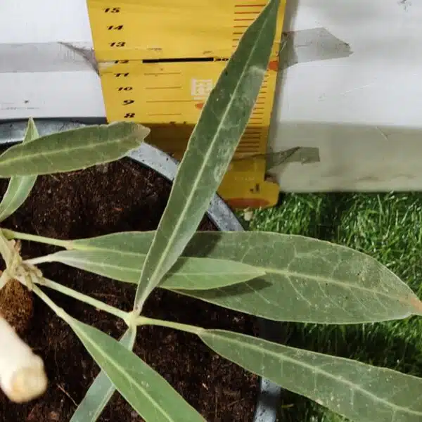 Tabebuia aurea (Tabebuia Argentea) Silver Golden Bell Trumpet tree - Image 13