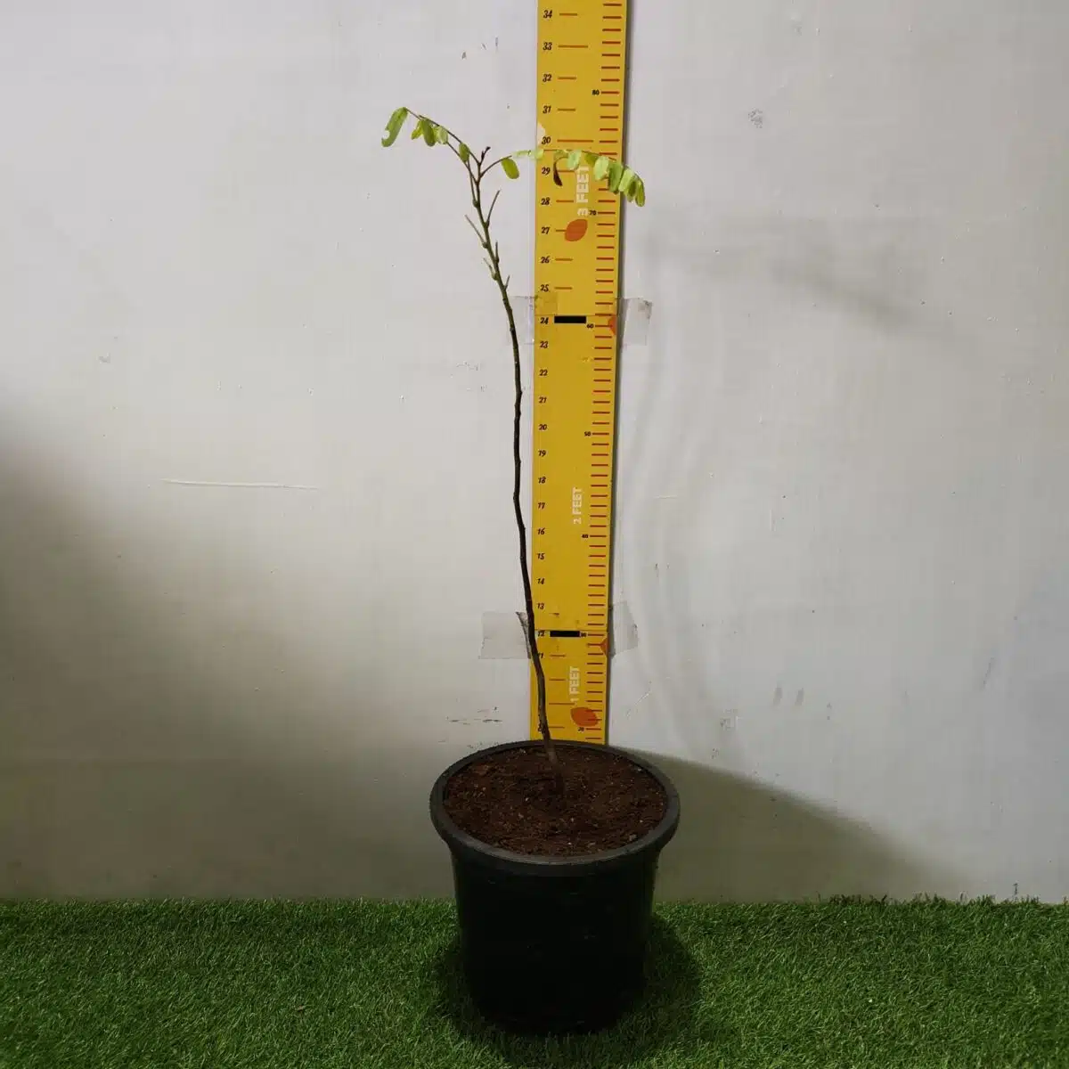 Cassia Javanica (pink shower, apple blossom, rainbow shower and Palawan cherry) Tree - Image 2