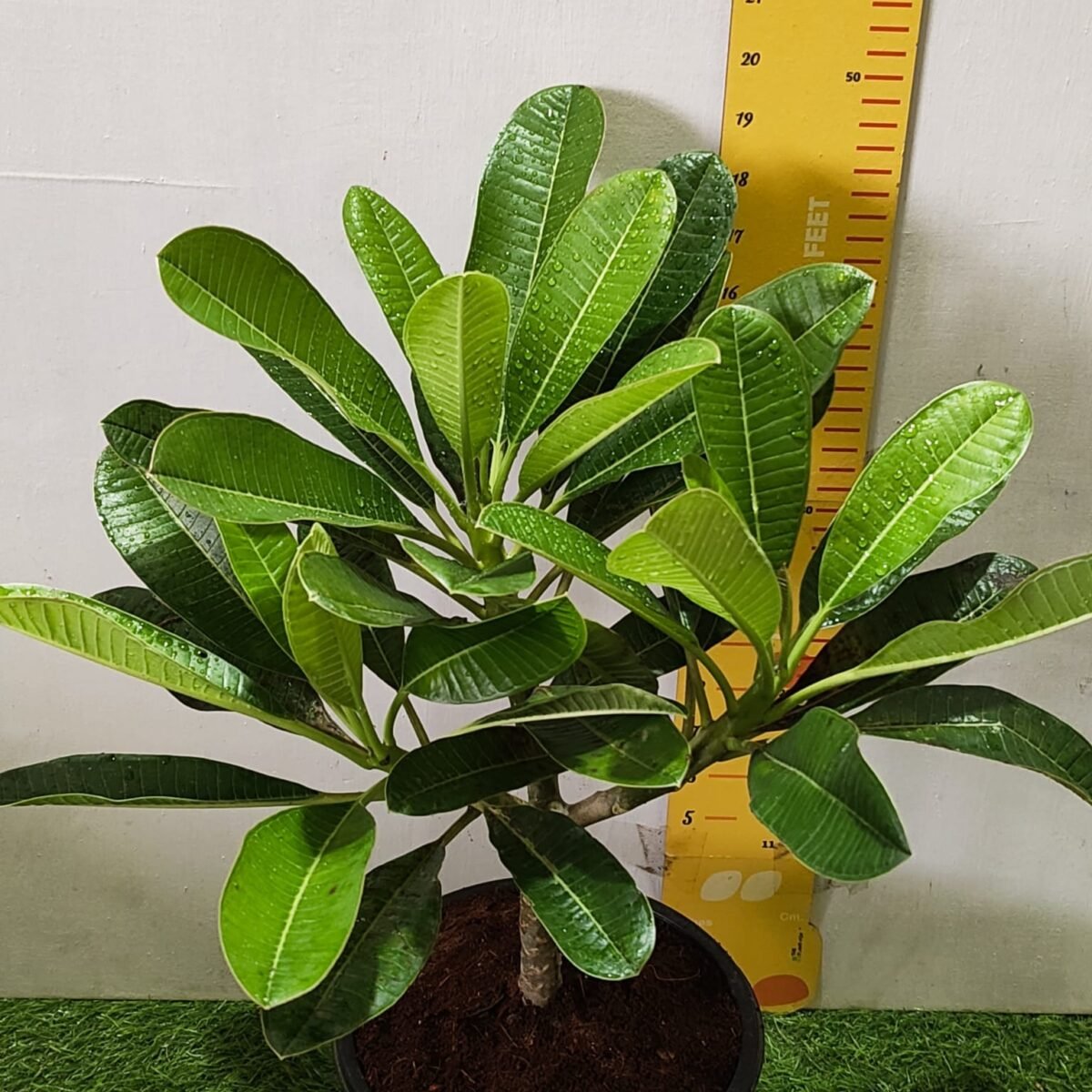 Evergreen Plumeria Pudica (White Frangipani) - Image 5