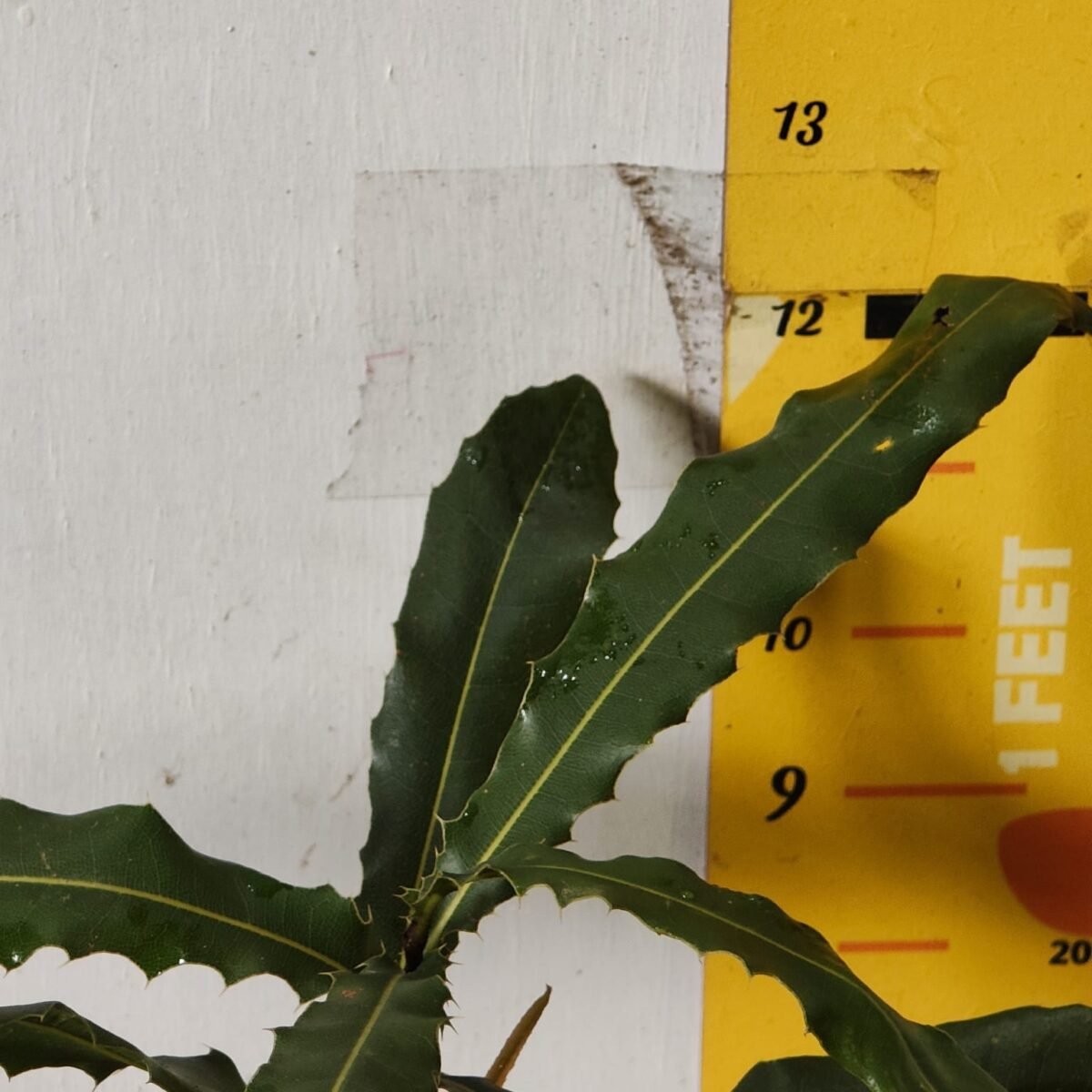 Macadamia Nut Tree Live Plant - Image 9