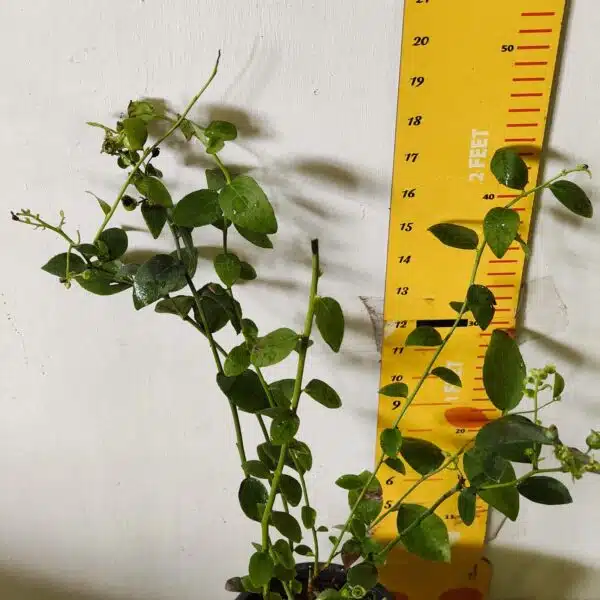 Blueberry Plant (Berryland Blue No.1) - Image 13