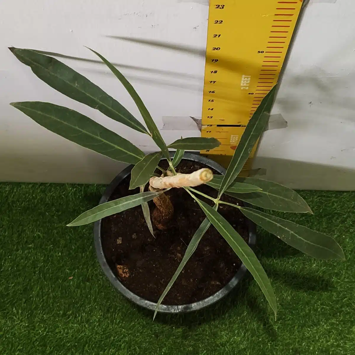 Tabebuia aurea (Tabebuia Argentea) Silver Golden Bell Trumpet tree - Image 11