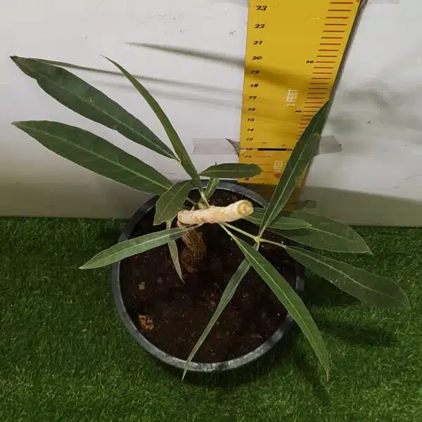 Tabebuia aurea (Tabebuia Argentea) Silver Golden Bell Trumpet tree - Image 11