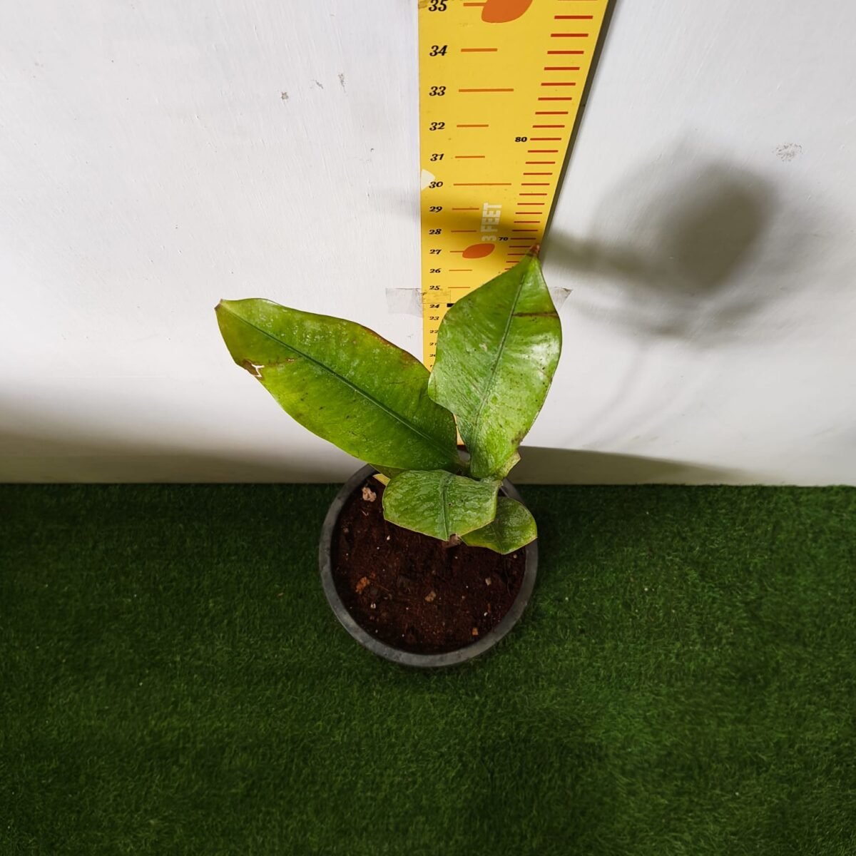 Mangosteen (Garcinia Mangostana) Live Fruit Plants - Image 6