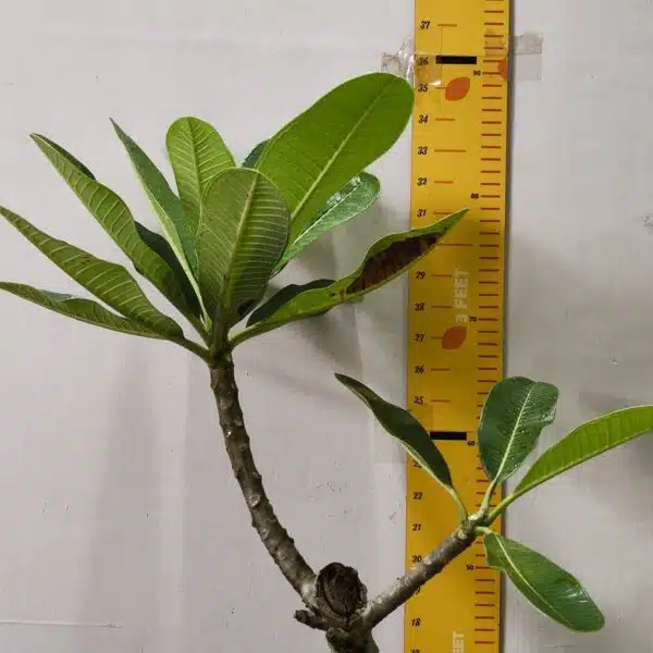 Plumeria White Yellow - Image 3