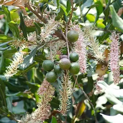 Macadamia Nut Tree Live Plant - Image 11