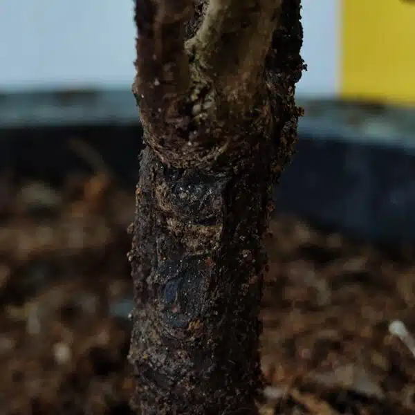 Rambutan (N18) Grafted Live Fruit Plant - Image 14