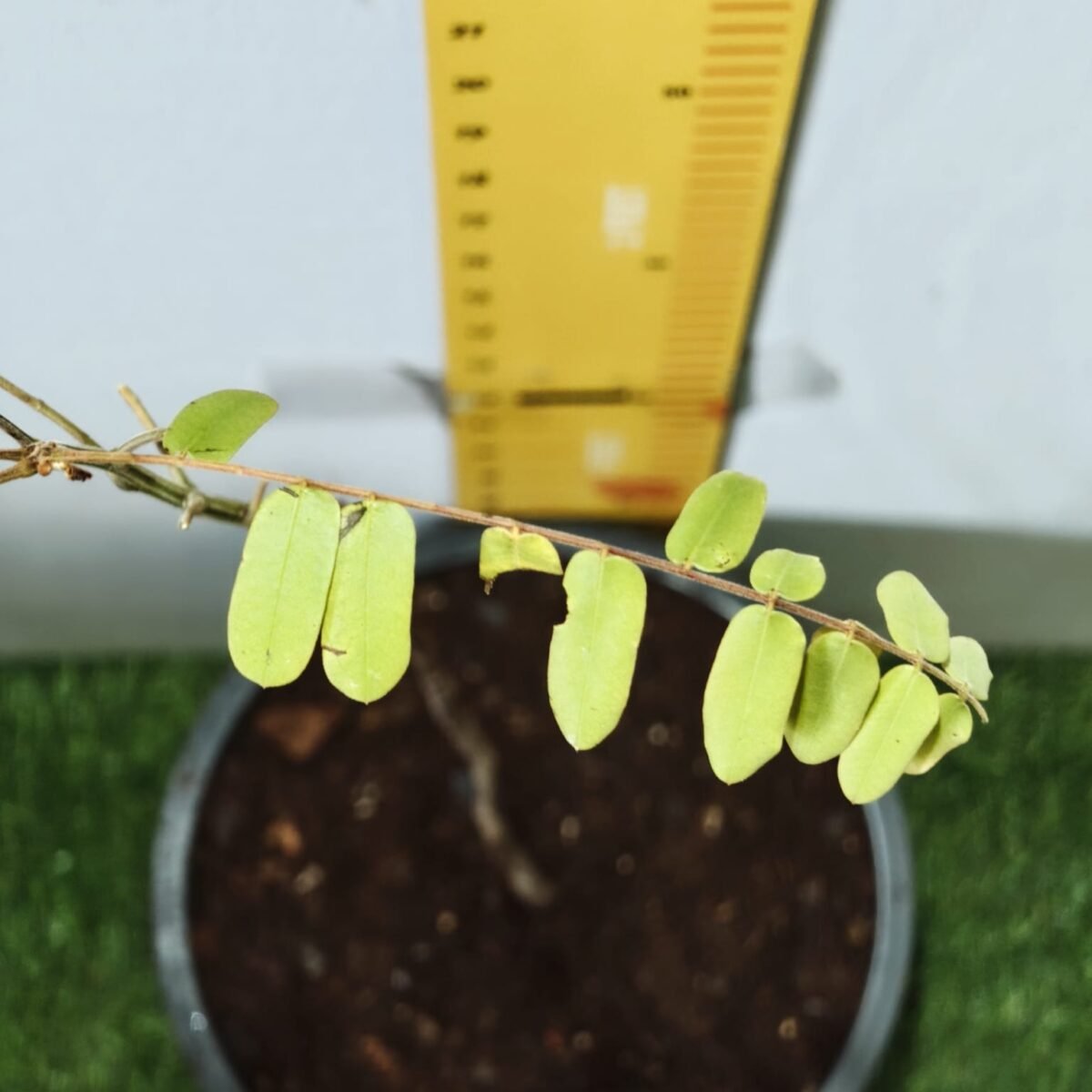 Cassia Javanica (pink shower, apple blossom, rainbow shower and Palawan cherry) Tree - Image 15
