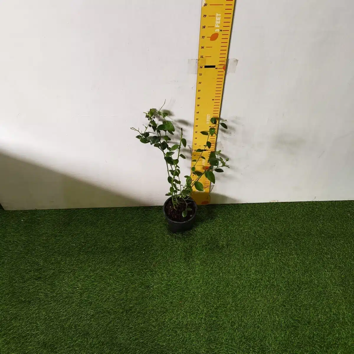 Blueberry Plant (Berryland Blue No.1) - Image 19