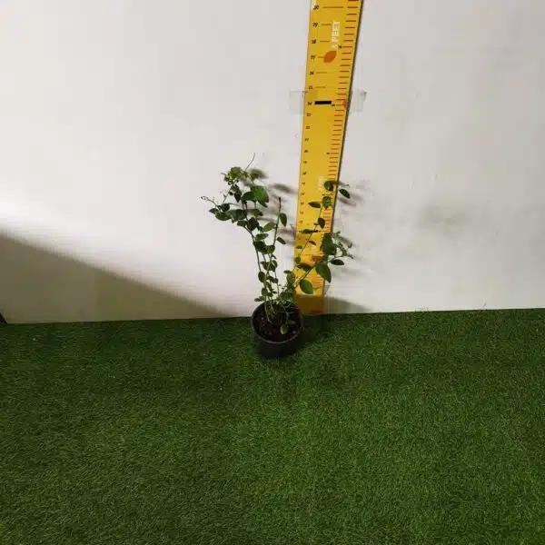 Blueberry Plant (Berryland Blue No.1) - Image 19