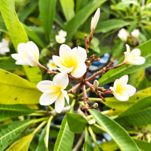 Plumeria White Yellow - Image 8