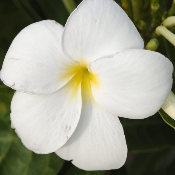 Plumeria/Frangipani (White ) - Image 9