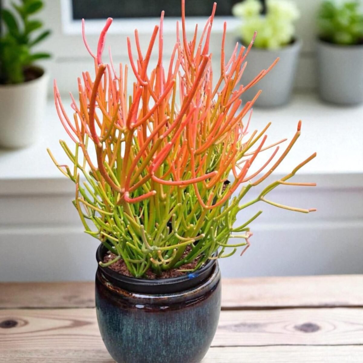 Euphorbia Tirucalli/ Fire Stick (Sticks on Fire/Red Pencil Cactus) Plant - Image 1