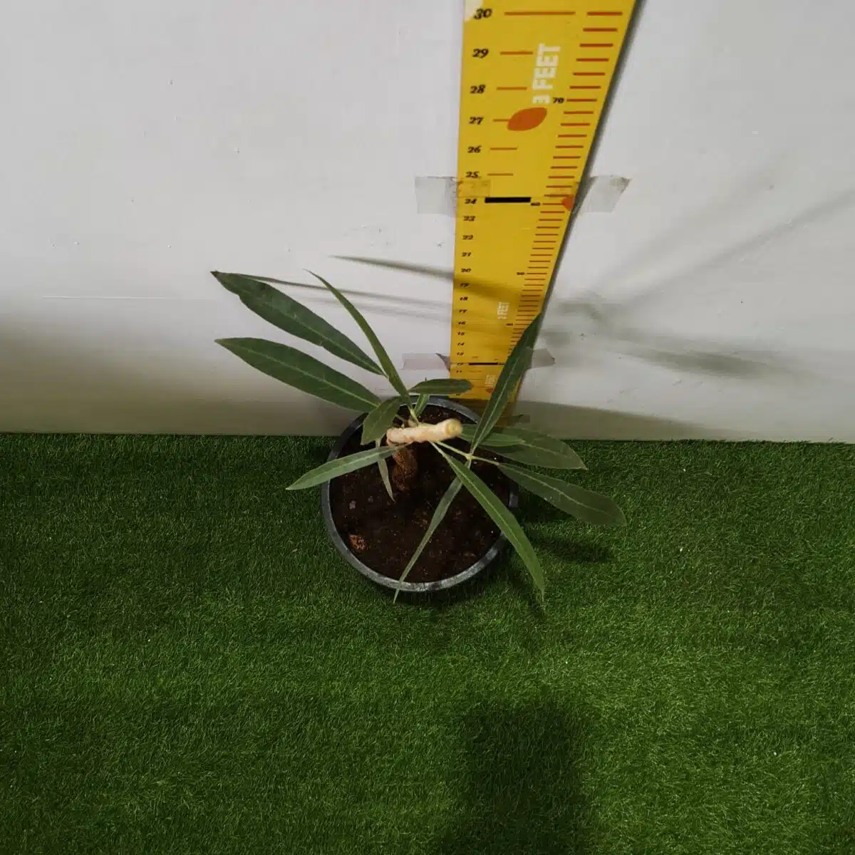 Tabebuia aurea (Tabebuia Argentea) Silver Golden Bell Trumpet tree - Image 10