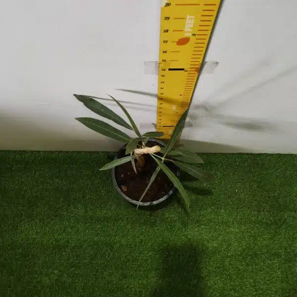 Tabebuia aurea (Tabebuia Argentea) Silver Golden Bell Trumpet tree - Image 10