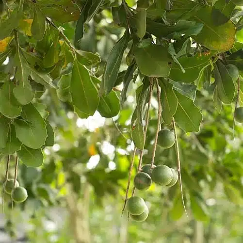 Macadamia Nut Tree Live Plant - Image 13