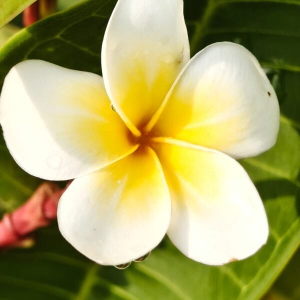 Plumeria White Yellow - Image 3