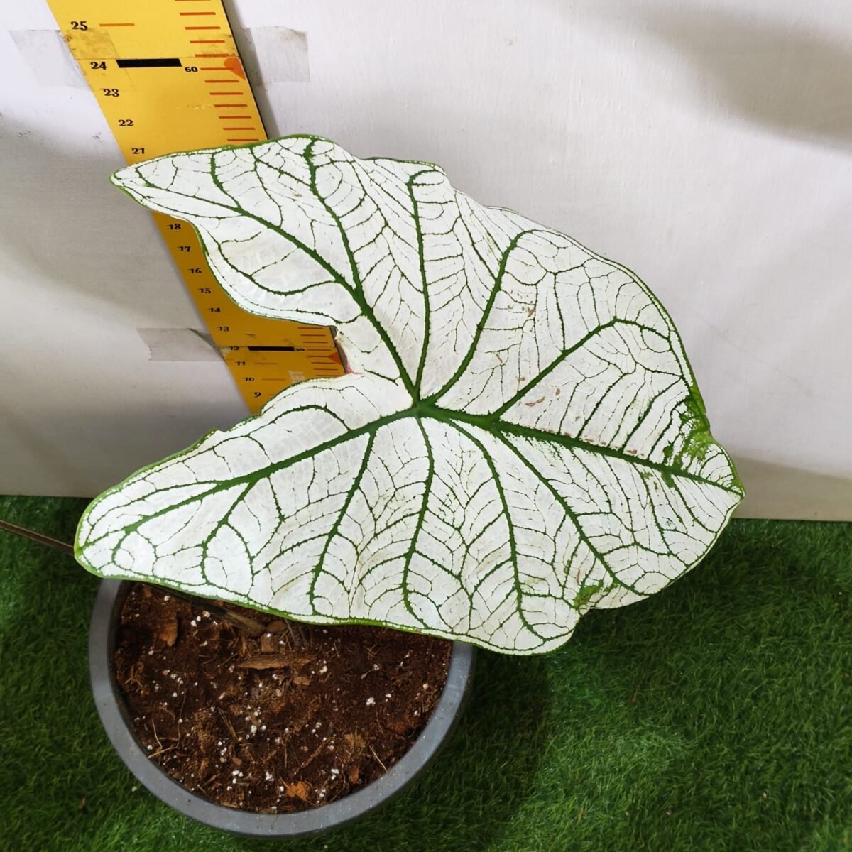 Caladium "Candidum" (Allure) - Image 14