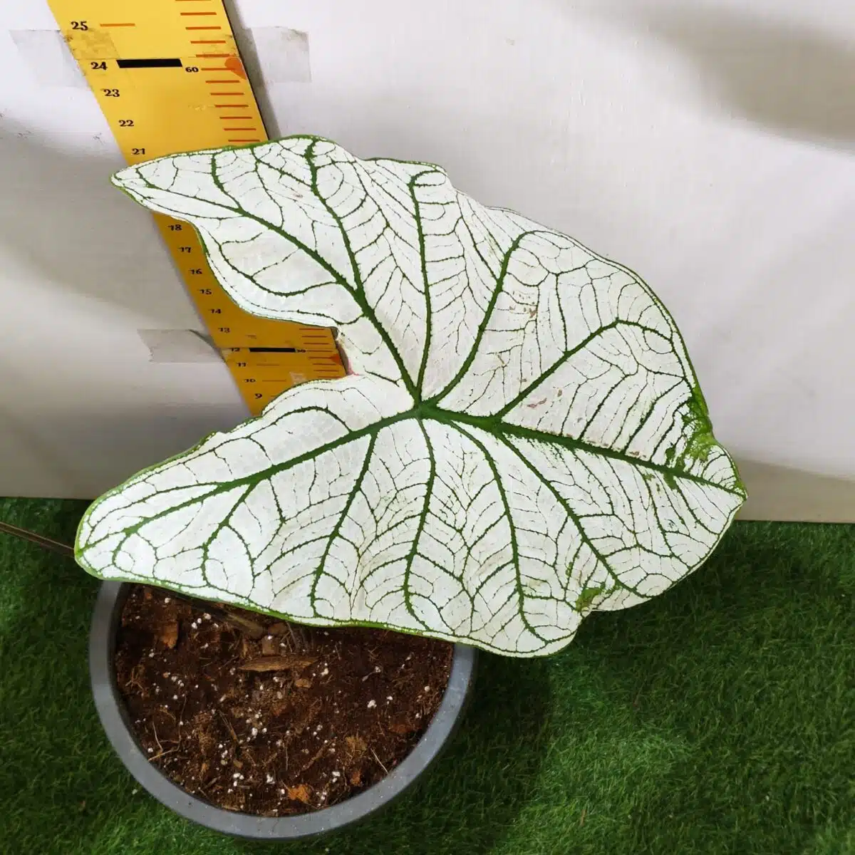 Caladium "Candidum" (Allure) - Image 14
