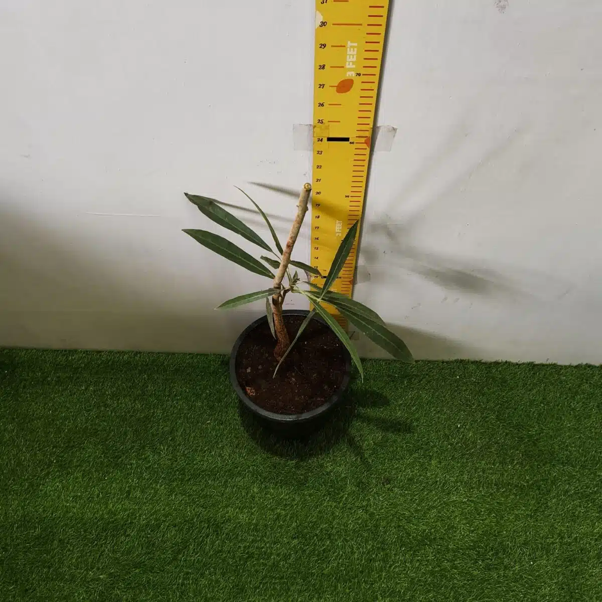 Tabebuia aurea (Tabebuia Argentea) Silver Golden Bell Trumpet tree - Image 7