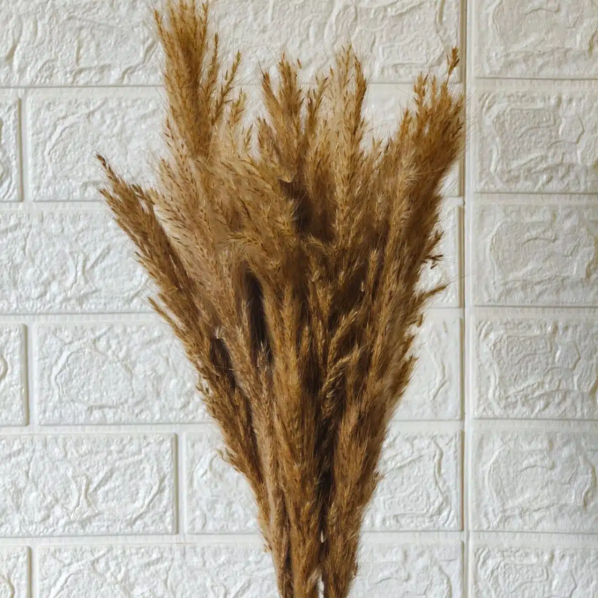 Golden Pampas Grass - Image 2