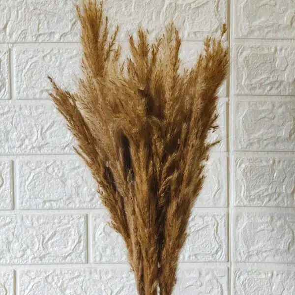 Golden Pampas Grass - Image 2