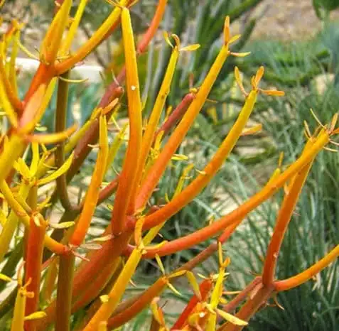 Euphorbia Tirucalli/ Fire Stick (Sticks on Fire/Red Pencil Cactus) Plant - Image 13