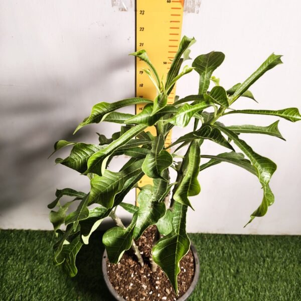 Plumeria/Frangipani (White ) - Image 4