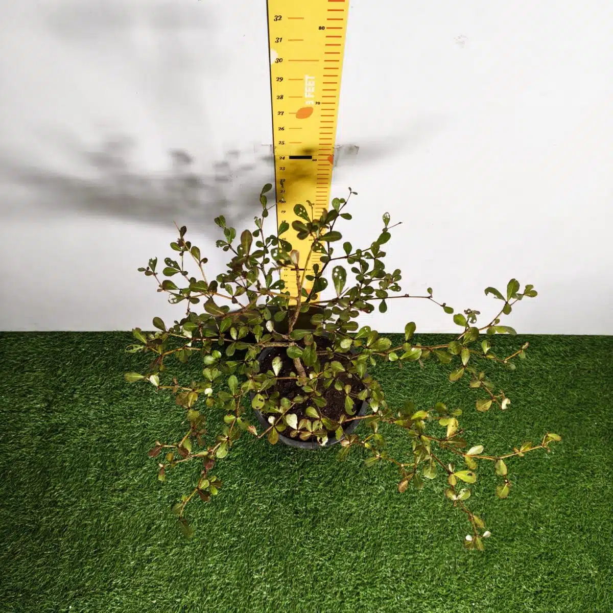 Terminalia Mantaly - Image 10