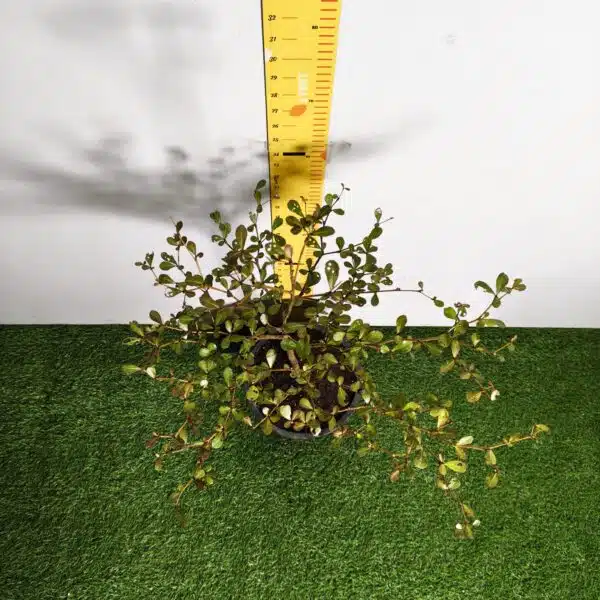 Terminalia Mantaly - Image 10