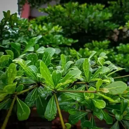 Terminalia Mantaly - Image 13