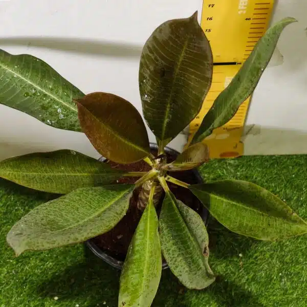 Red Plumeria/Frangipani flower/champa Plant - Image 12