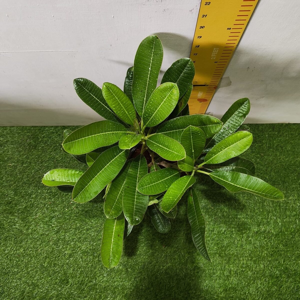 Evergreen Plumeria Pudica (White Frangipani) - Image 4