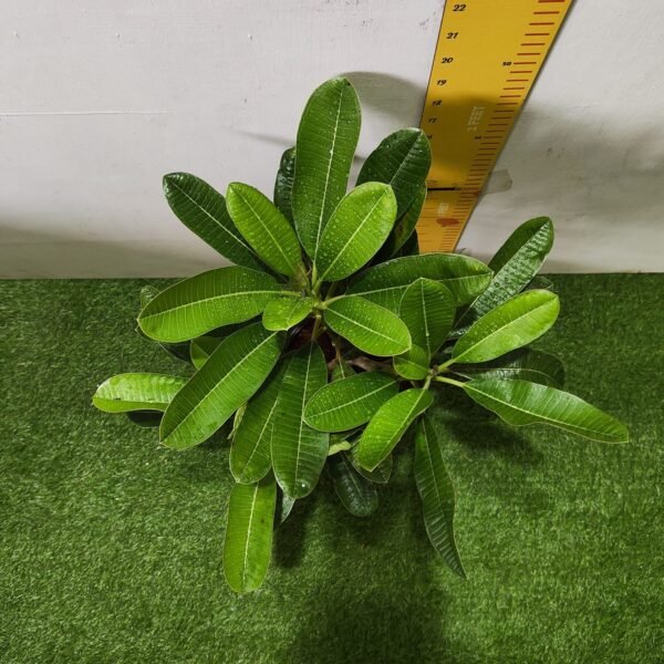 Evergreen Plumeria Pudica (White Frangipani) - Image 4