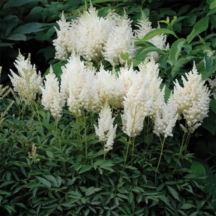 Astilbe (White) Flowering Plant - Image 14